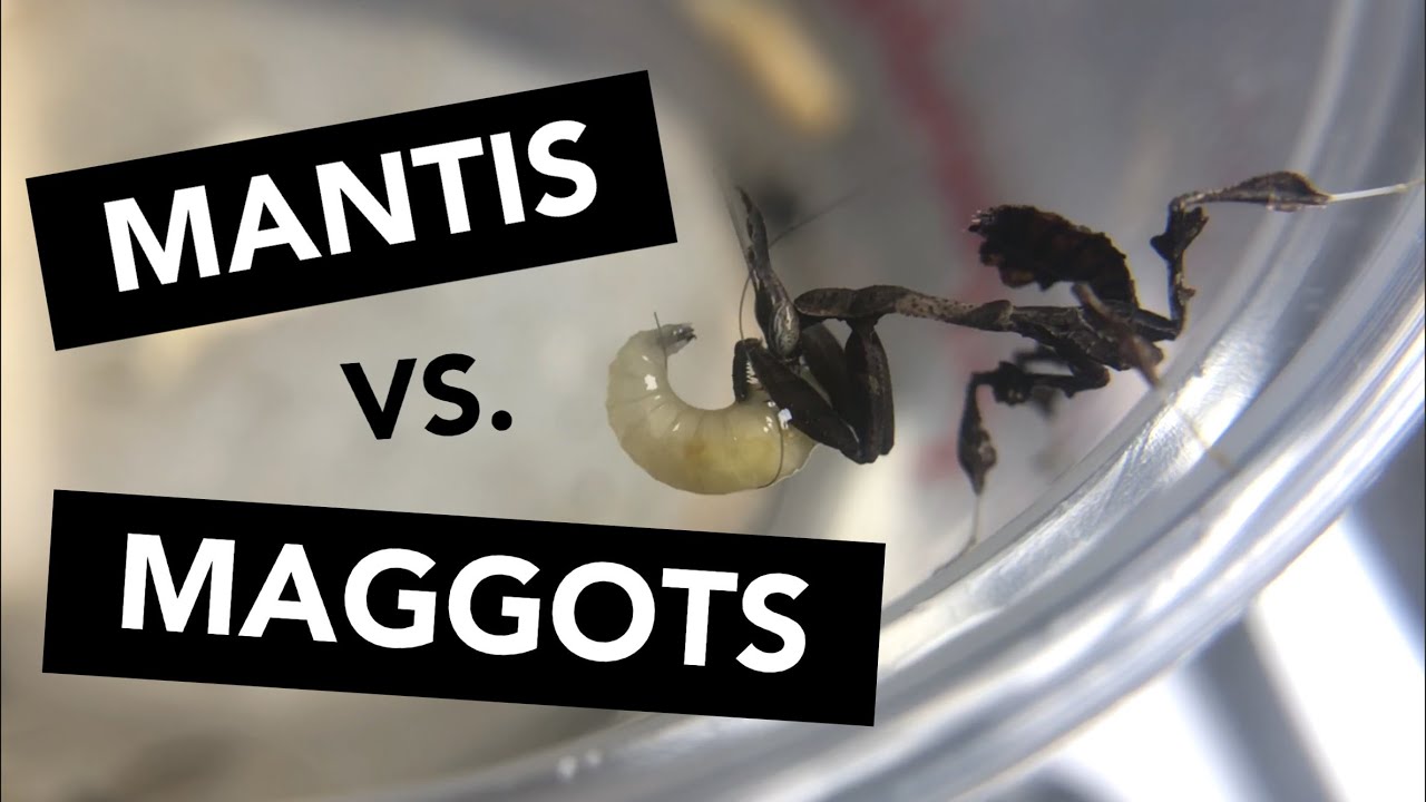 FEEDING GHOST MANTIS NYMPHS