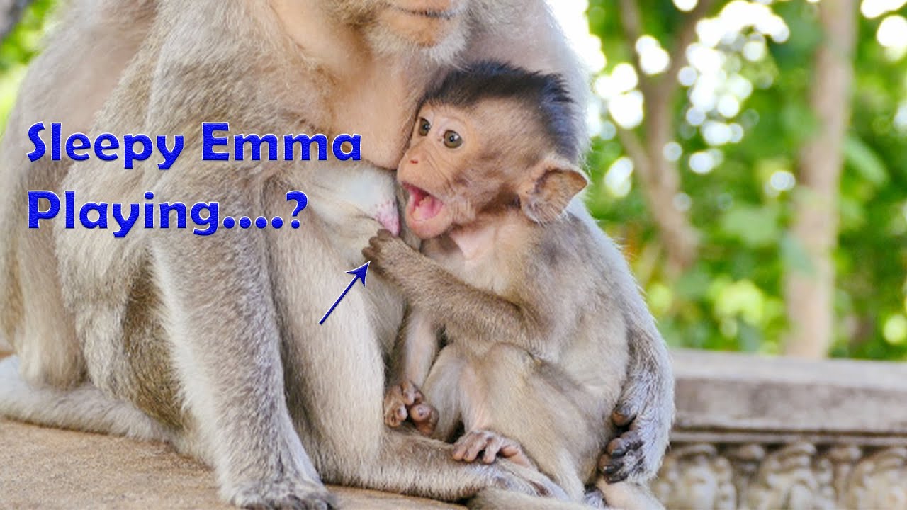 Sleepy Emma...The Lazy Baby Emma Monkey Just Wanna Play Mommy's Milk When Her Eyes Looks So Sleepy