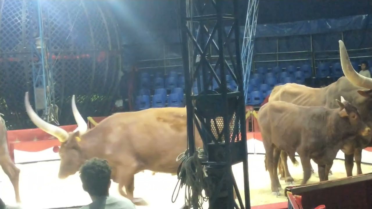 Spettacolo circo Orfei