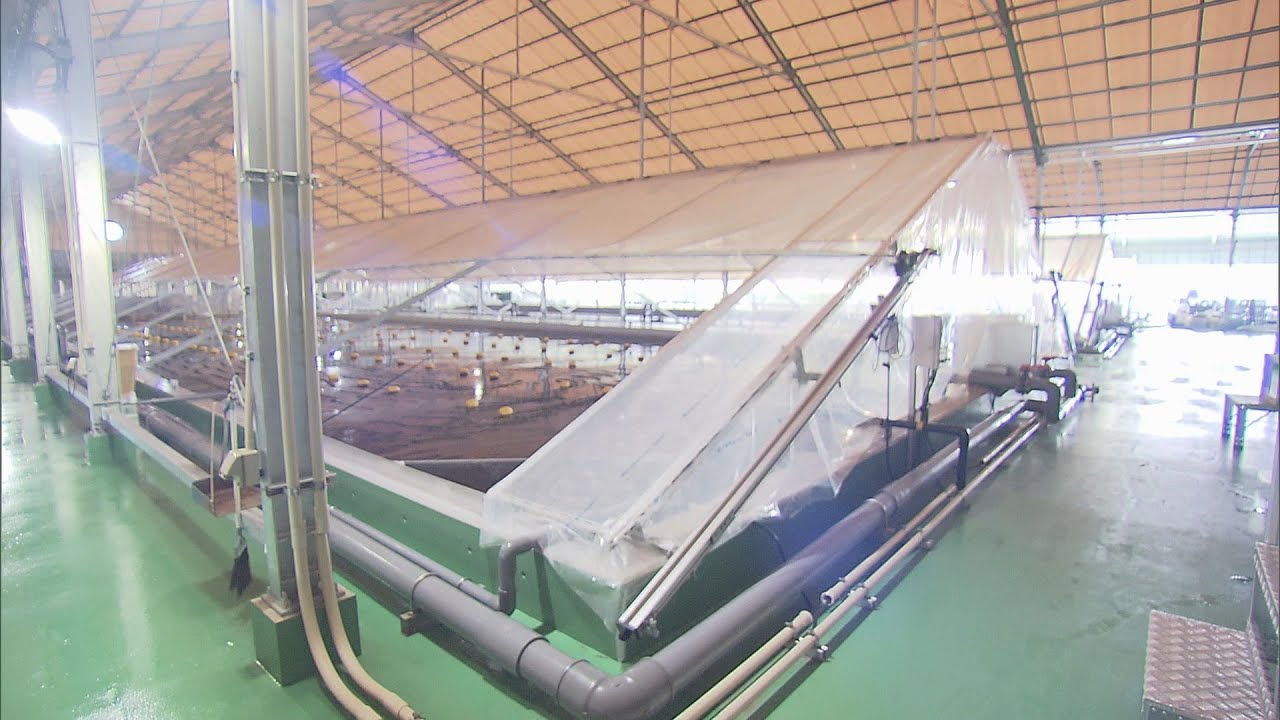 国内最大級のエビ養殖場が完成　環境への配慮と美味しさ…　次世代型施設の秘密とは　静岡・磐田市