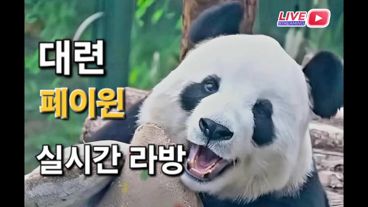 3월 15일 대련 페이윈 진후 먀오인 실시간 라방