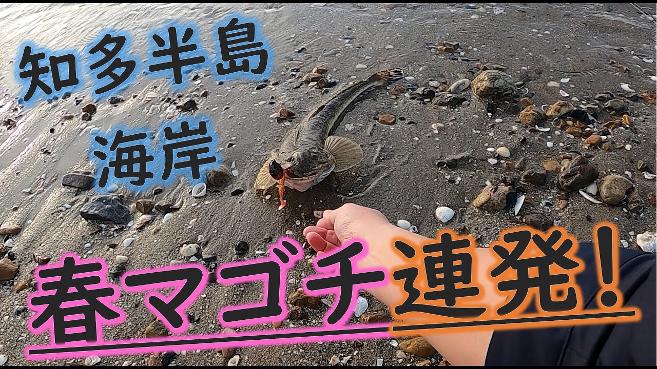 知多半島の海岸で春マゴチを連発する！