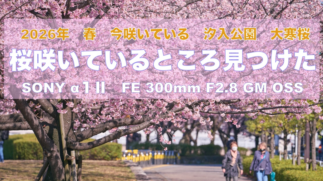 今咲いている桜を撮る。SONY α1Ⅱ FE 300mm F2.8 GM OSS　2026年3月13日