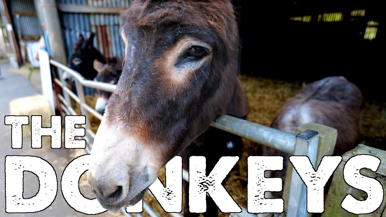 SCOTTISH BORDERS DONKEY SANCTUARY | Donkeys, pigs, Lamas, Shetland ponies..and you get to feed them!