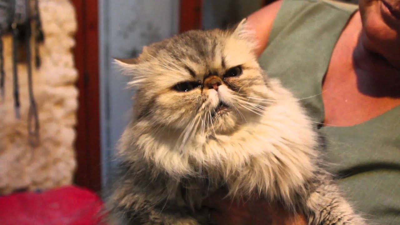 Conocemos más sobre: El gato Persa