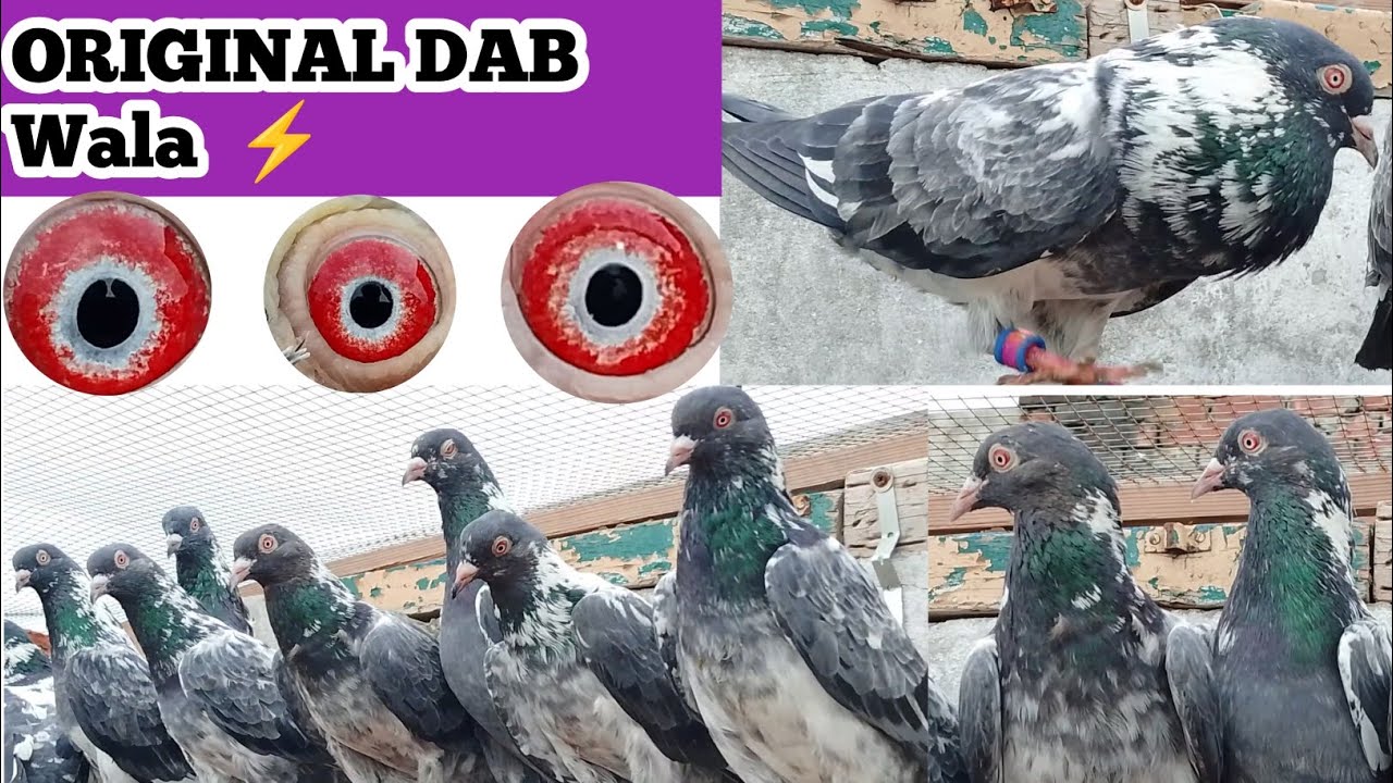 Dab Wali family ka Shok ll Zafar iqbal ka dab Wala kabootar ll home breed dab Wala breeder jora 