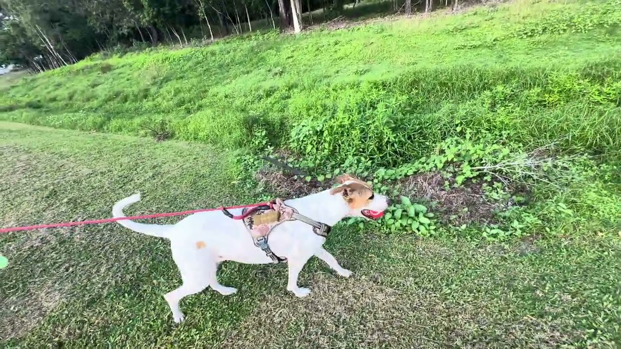 Walking time with Arthur - 22 Jan 2026