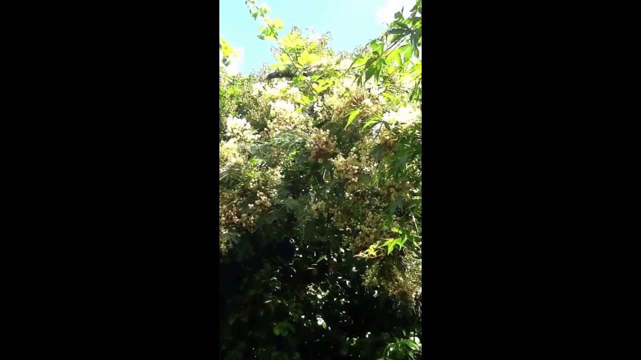 Rose Del Bufalo - Giardino di Valleranello 2013.5