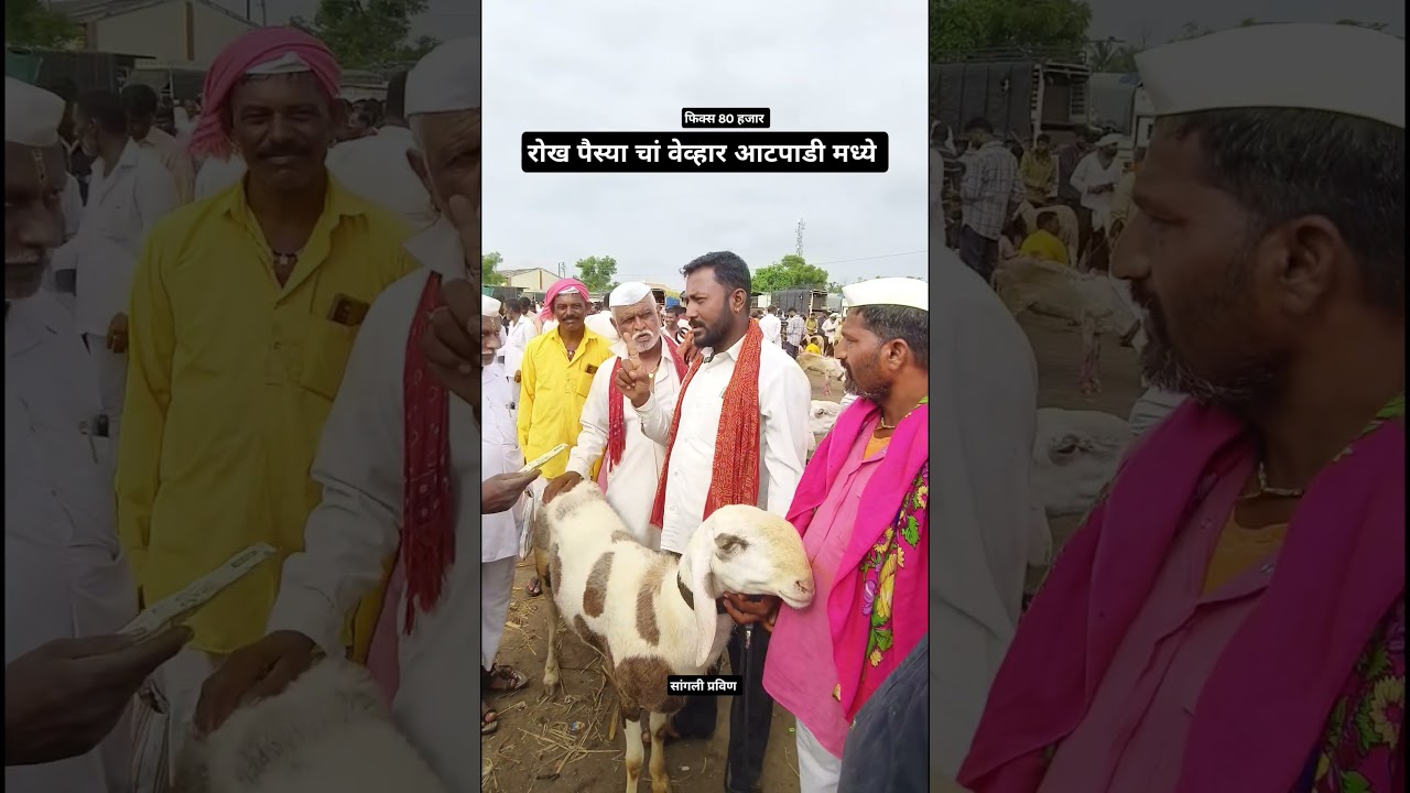 रोख पैस्या चां वेव्हार आटपाडी मध्ये 80 हजाराचा बालींगा atpadi sheli mendhi shanivar bajar madgyal