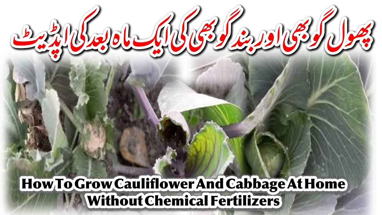 Growing Cabbage And Cauliflower At Home Without  Chemical Fertilizer