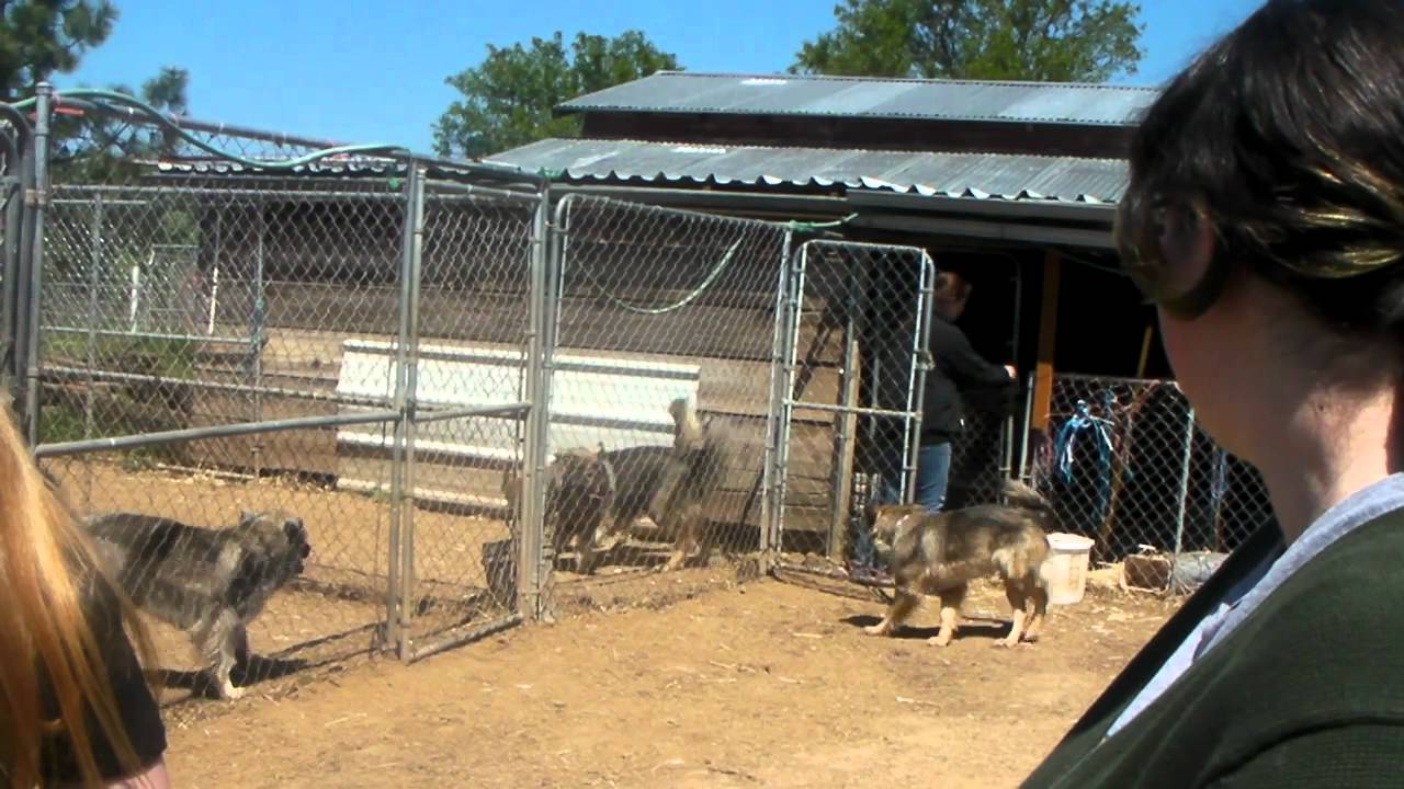Our American Alsatian Trip