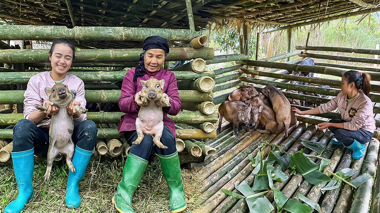 Missing an abandoned baby - Completing a new barn for wild boars - Harvest vegetables to sell market
