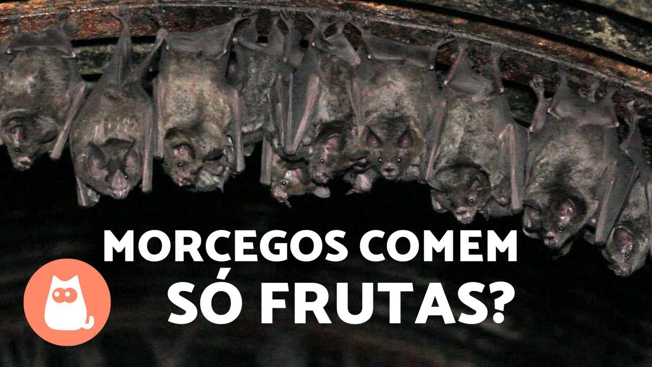 O QUE OS MORCEGOS COMEM? Tipos de acordo com a alimenta&ccedil;&atilde;o