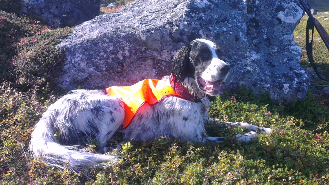 Småviltjakt 2015