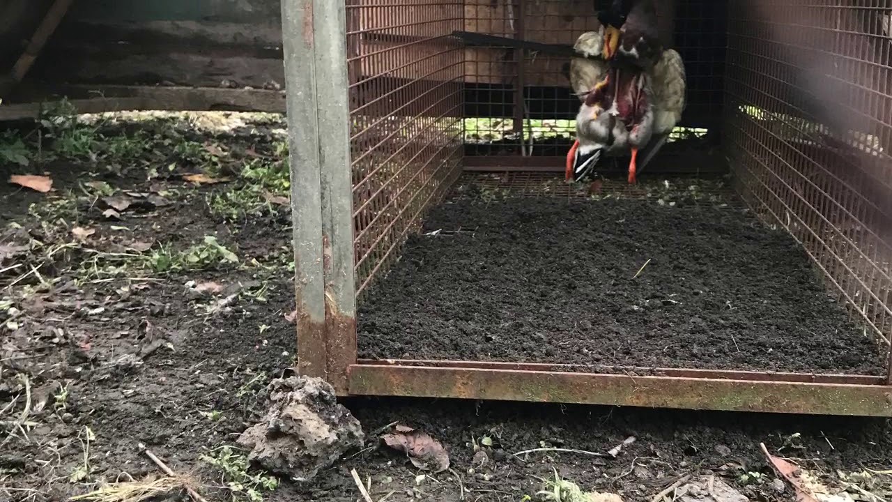 Fox Trap Set... Fingers Crossed