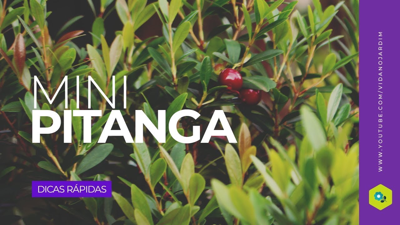 Mini Pitanga