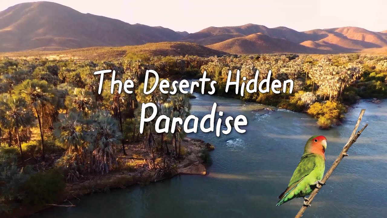 The Oasis of the Namib Desert