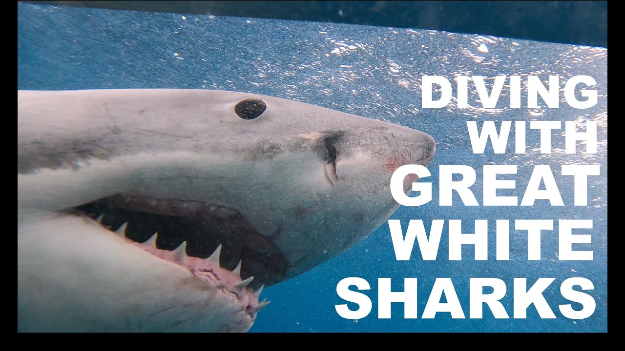 Diving with GREAT WHITE SHARKS in Australia! 🦈 Rodney Fox Shark Expeditions 🦈