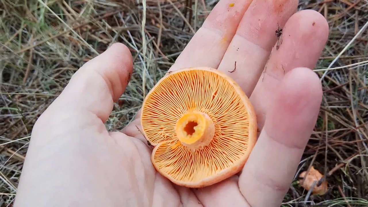 &iquest;C&oacute;mo coger n&iacute;scalos? 🍄 Aprende a distinguirlos de otras setas.