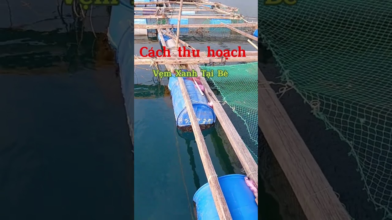 Cách thu hoạch Vẹm xanh tại Bè