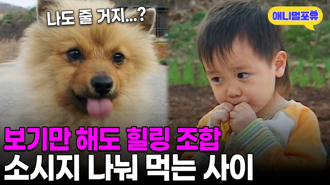 아기와 강아지의 조합은 항상 옳다…5살 현이와 콩콩이ㅣKBS 주주클럽 050417 방송