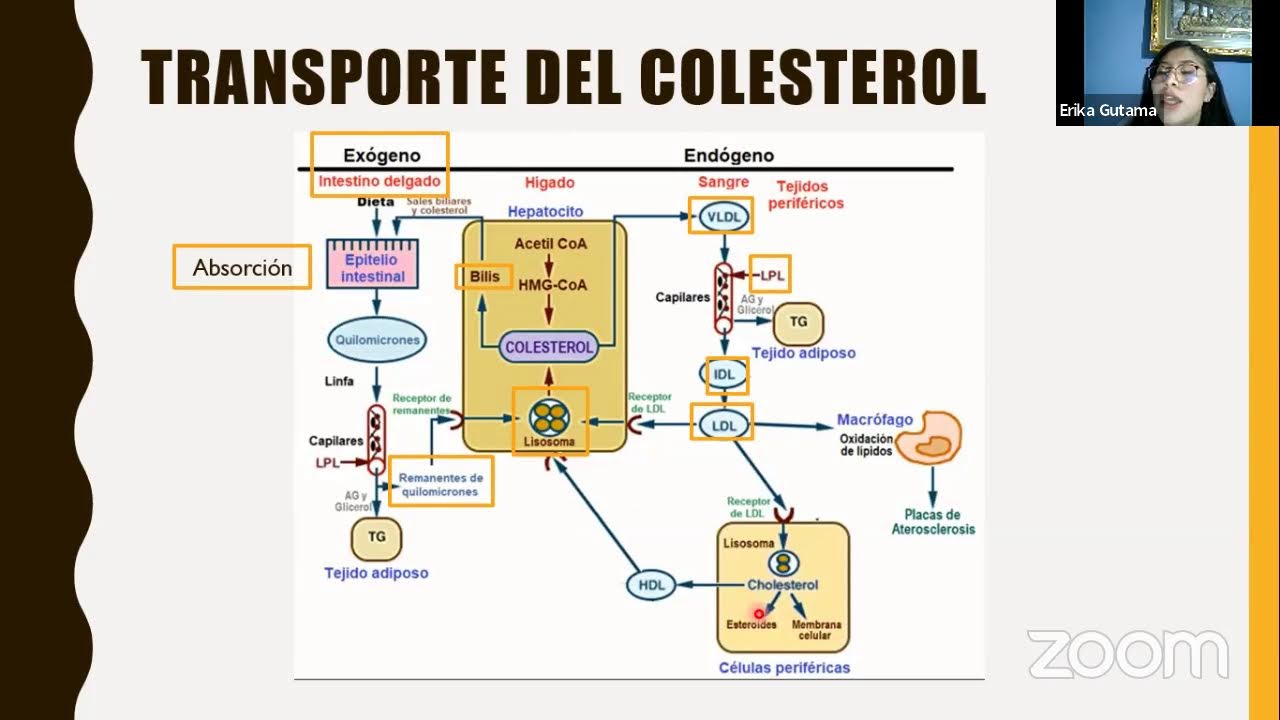 Día 1 Metabolismo de Proteínas y Metabolismo de Lípidos - RHS
