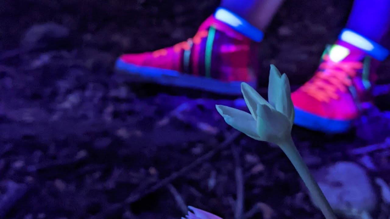 UV Night Walk with Central Texas Mycological Society