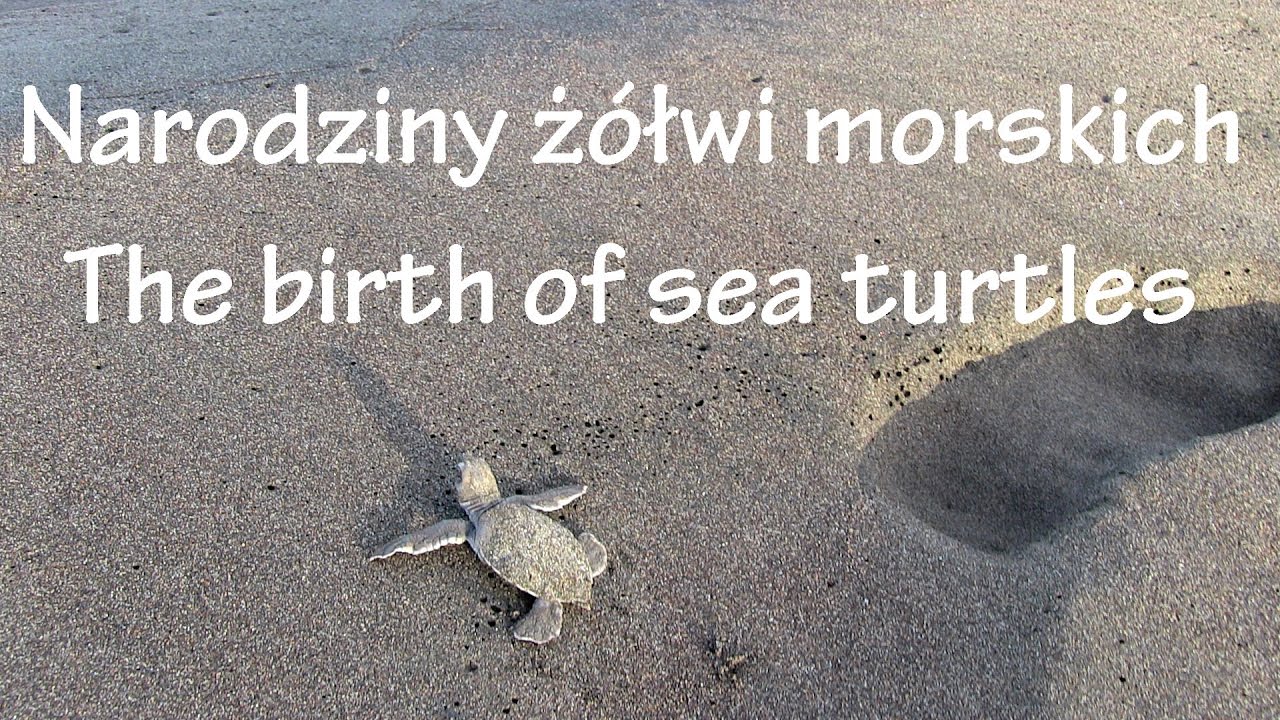 Kostaryka. Costa Rica. Tortuguero. Narodziny żółwi morskich. The birth of sea turtles.