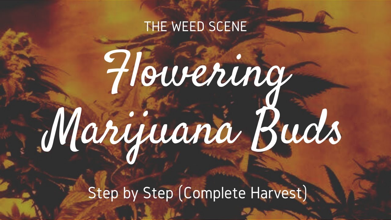 Flowering Marijuana Buds - Step by Step (Complete Harvest) - TheWeedScene.com