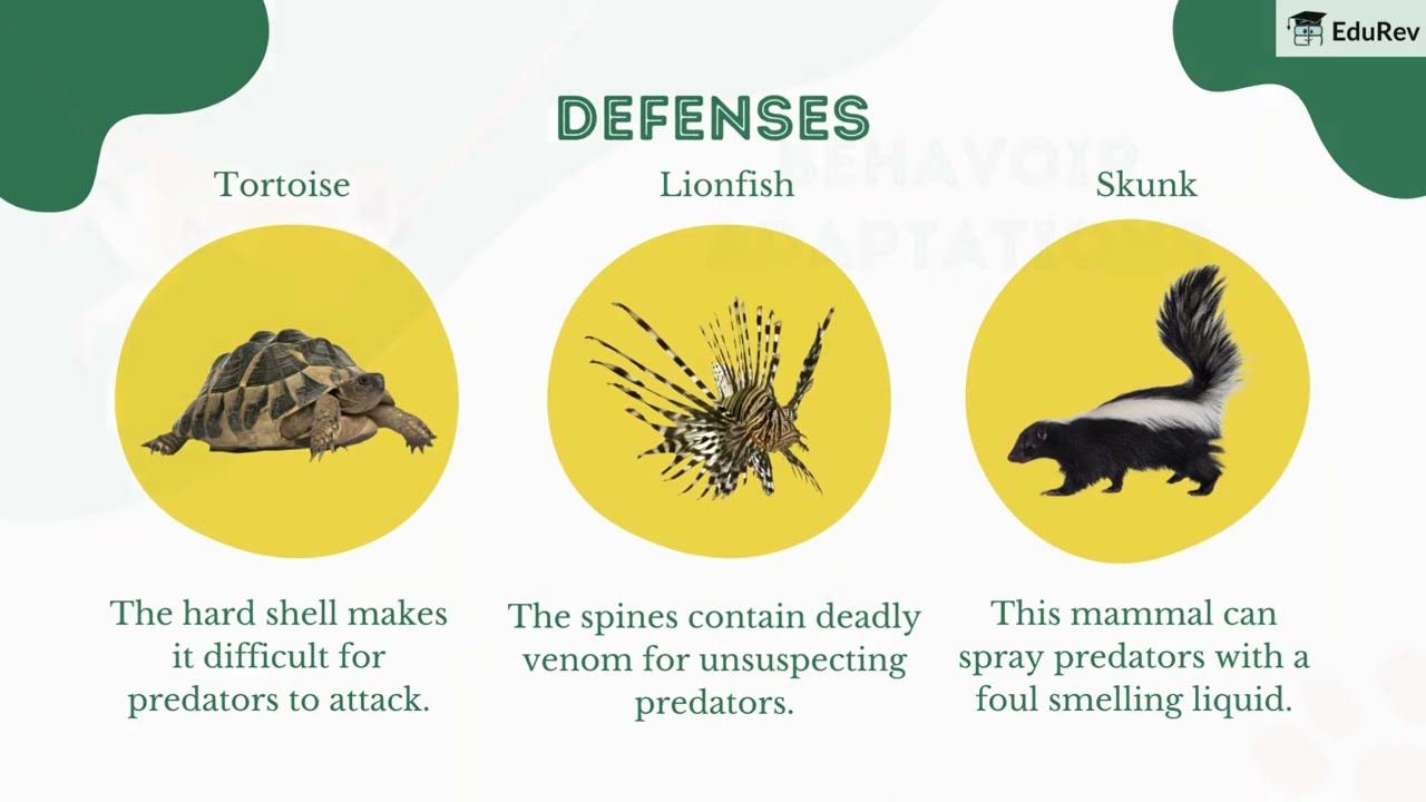 Chapter 6: Adaptation in Animals - Class 4 || Science || NCERT
