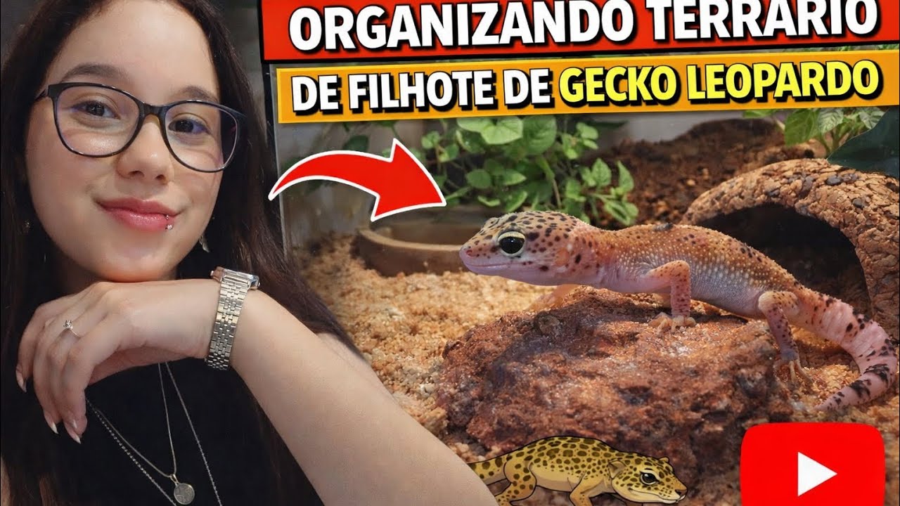 Organizando o terrário do Gecko Leopardo! 