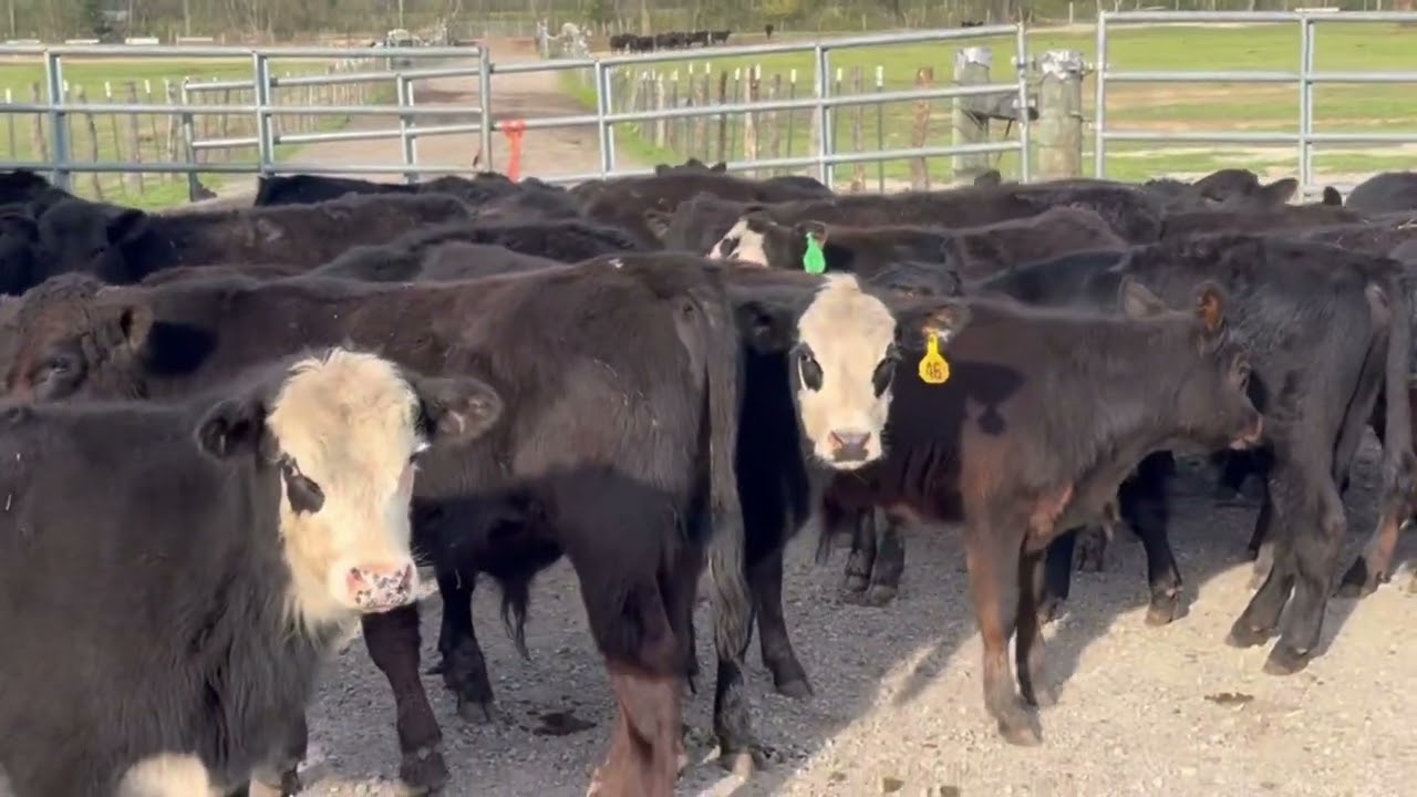 Unusual order, calves bought in 2 days. 250-450 Lb boys and girls.  All cost as quoted 615-606-6216