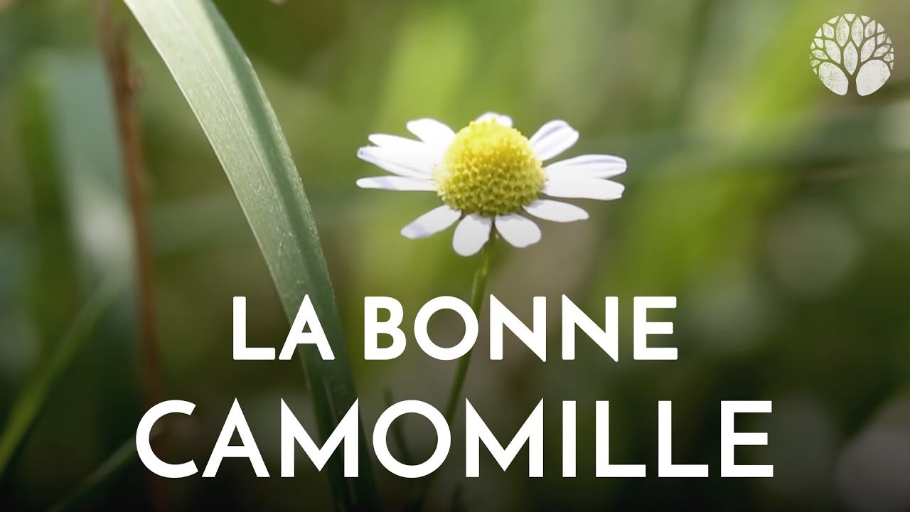 La bonne camomille matricaire ou camomille allemande