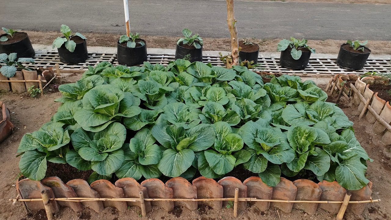 cara menanam pakcoy putih dari benih sampai panen menggunakan pupuk organik || How to plant plant