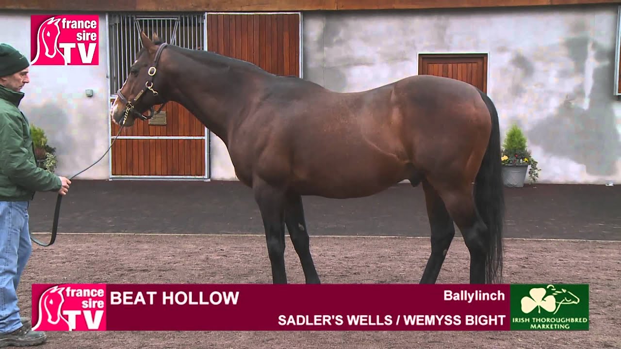 Beat Hollow, stallion standing at Ballylinch Stud - Irish Stallion Trail 2015