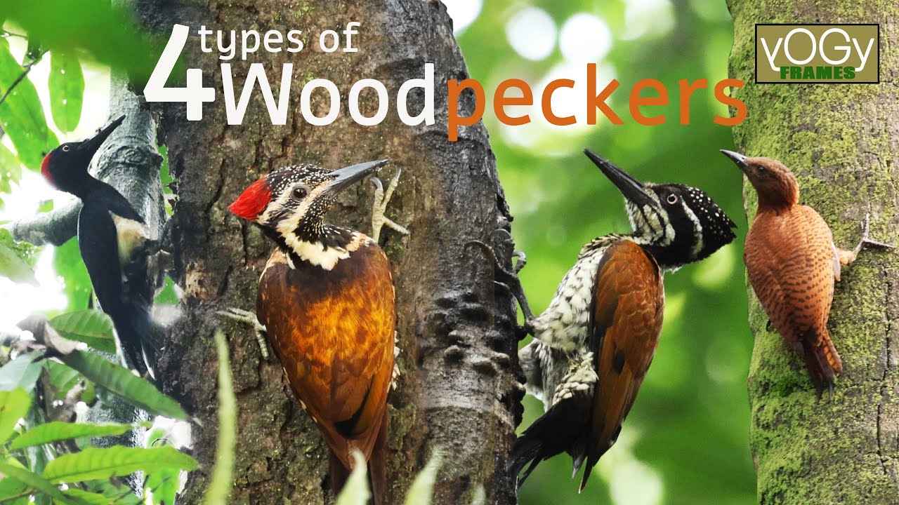 4 types of Woodpecker#yogyframes