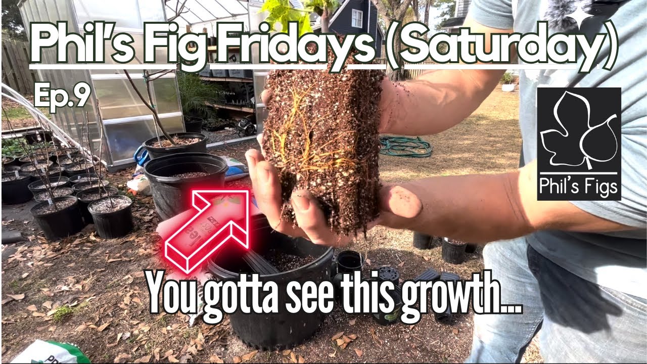 Fig Propagation: Up-potting and potting your fig cuttings!