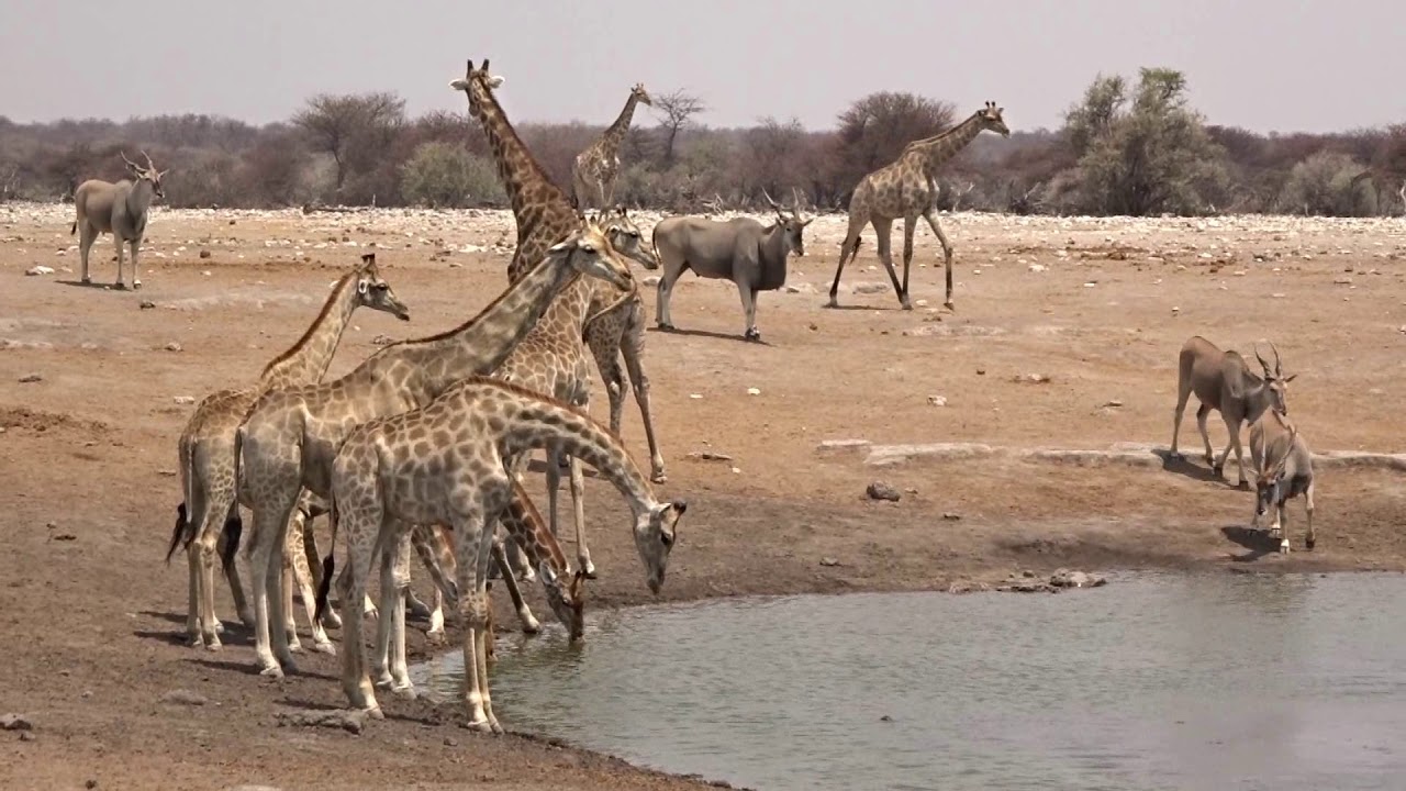 Etosha Pan and its wildlife was different than we expected