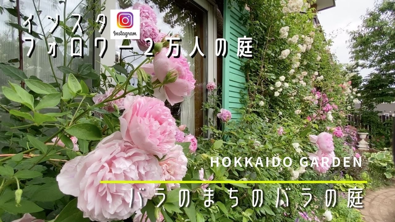 【ガーデニング】「大人気個人庭シリーズ」センス溢れるおしゃれすぎるバラの庭【ガーデナー】【薔薇】