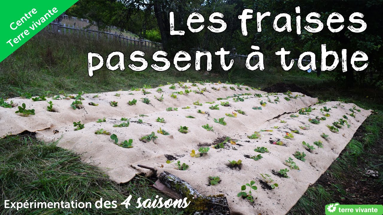 Les fraises passent &agrave; table - Exp&eacute;rimentation des 4 saisons