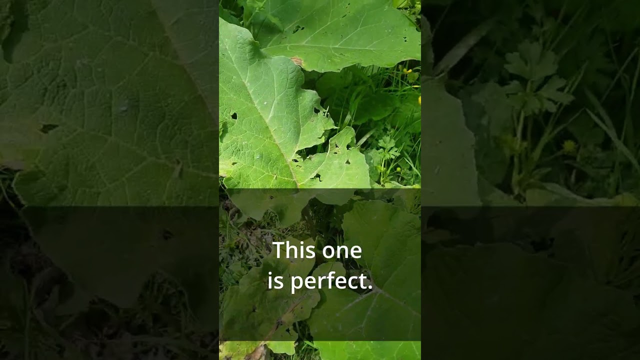 Identifying burdock (Arctium lappa) for root harvesting July 2023