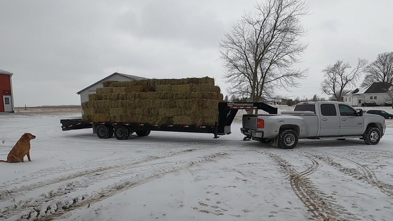 Finding Hay for Our Calves