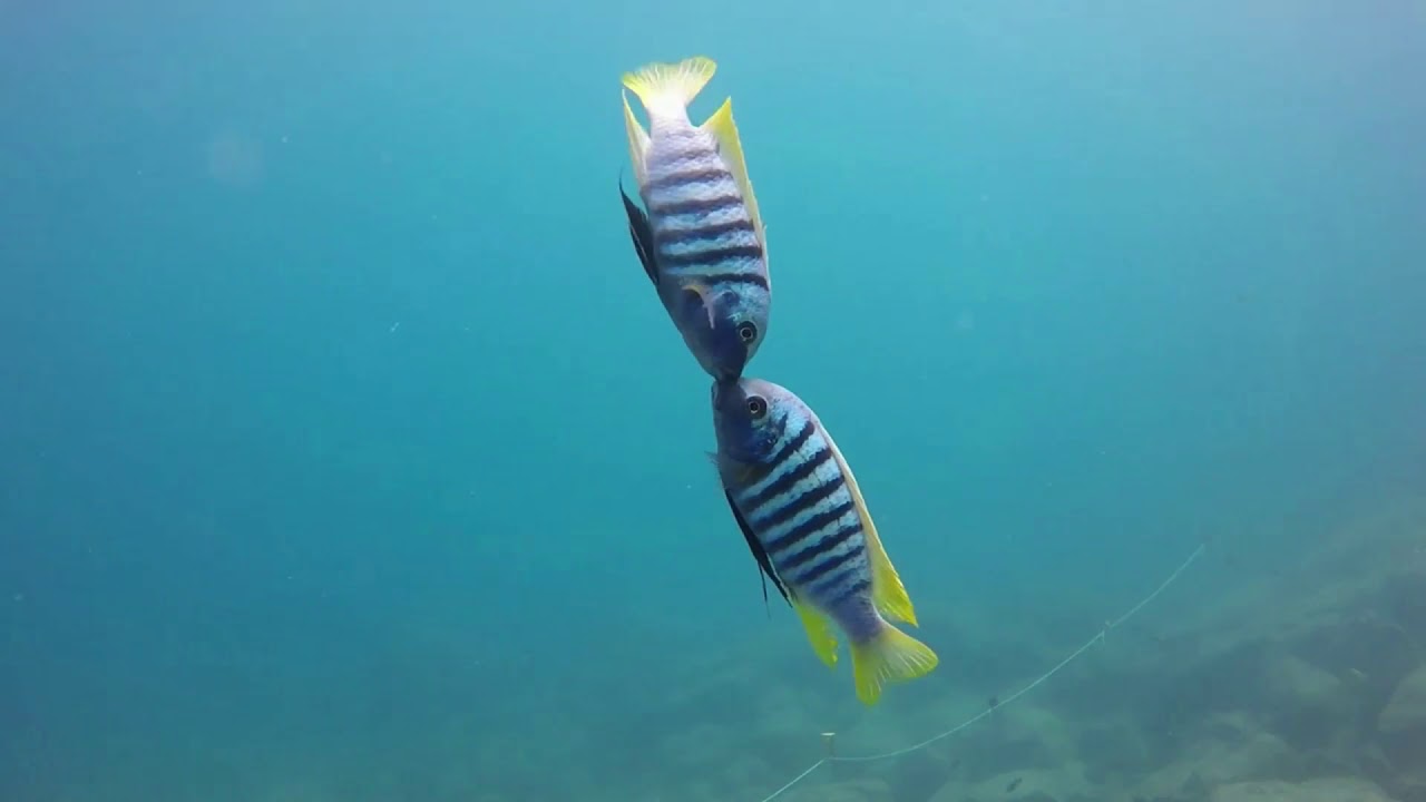 Ciclidos Africanos Lago Malawi