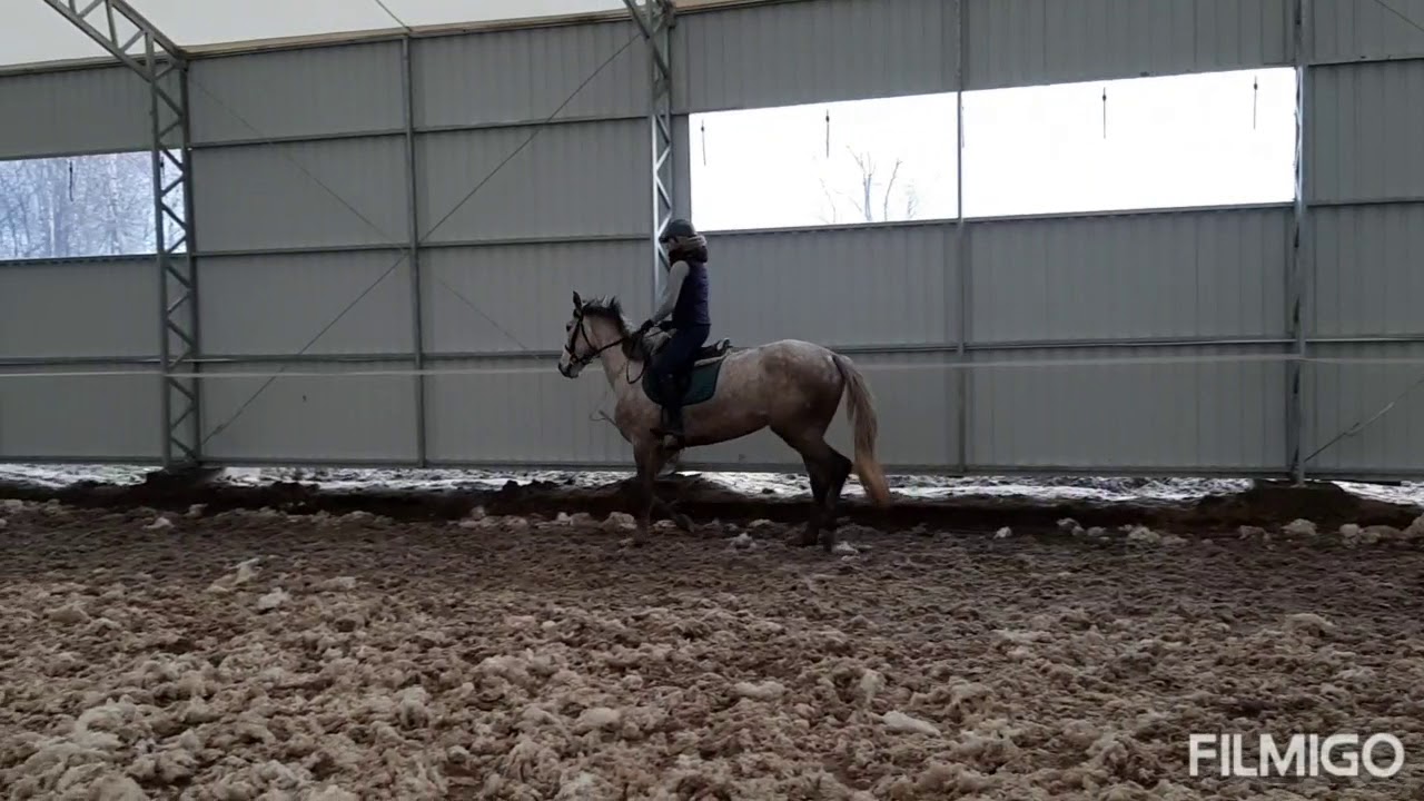 Batucada 4yo mare by Tjungske // Ekwador