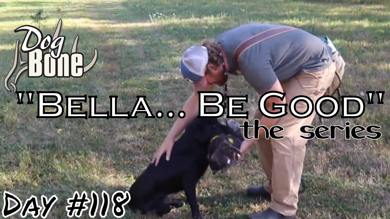 "Bella... Be Good" How to Get Dog to Retrieve a Goose | Ep: 