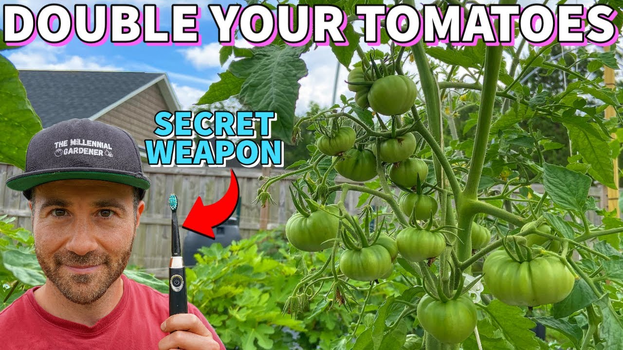 This Toothbrush Trick Is GUARANTEED To DOUBLE Your Tomato Harvest!