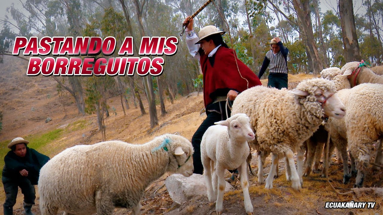 PASTANDO A MIS BORREGUITOS ► FINAL INESPERADO ♪ (ECUAKAÑARI)✓