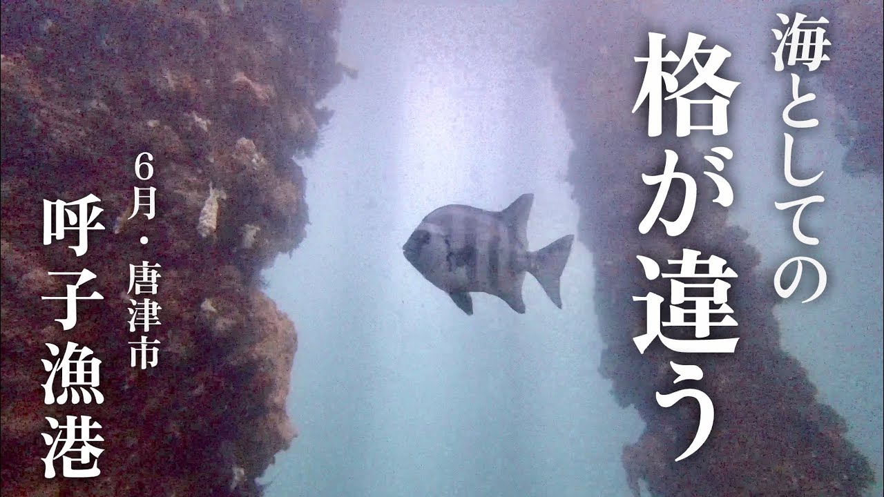 【呼子漁港・海中映像】佐賀の海がヤバすぎて驚愕！海としての格の違いを見せつけられた、、、とにかく見てほしい✨🐟🐟🐟釣り✨#208 福岡釣部 in 福岡・糸島・佐賀・北九州・玄界灘・広島・岡山・瀬戸内海
