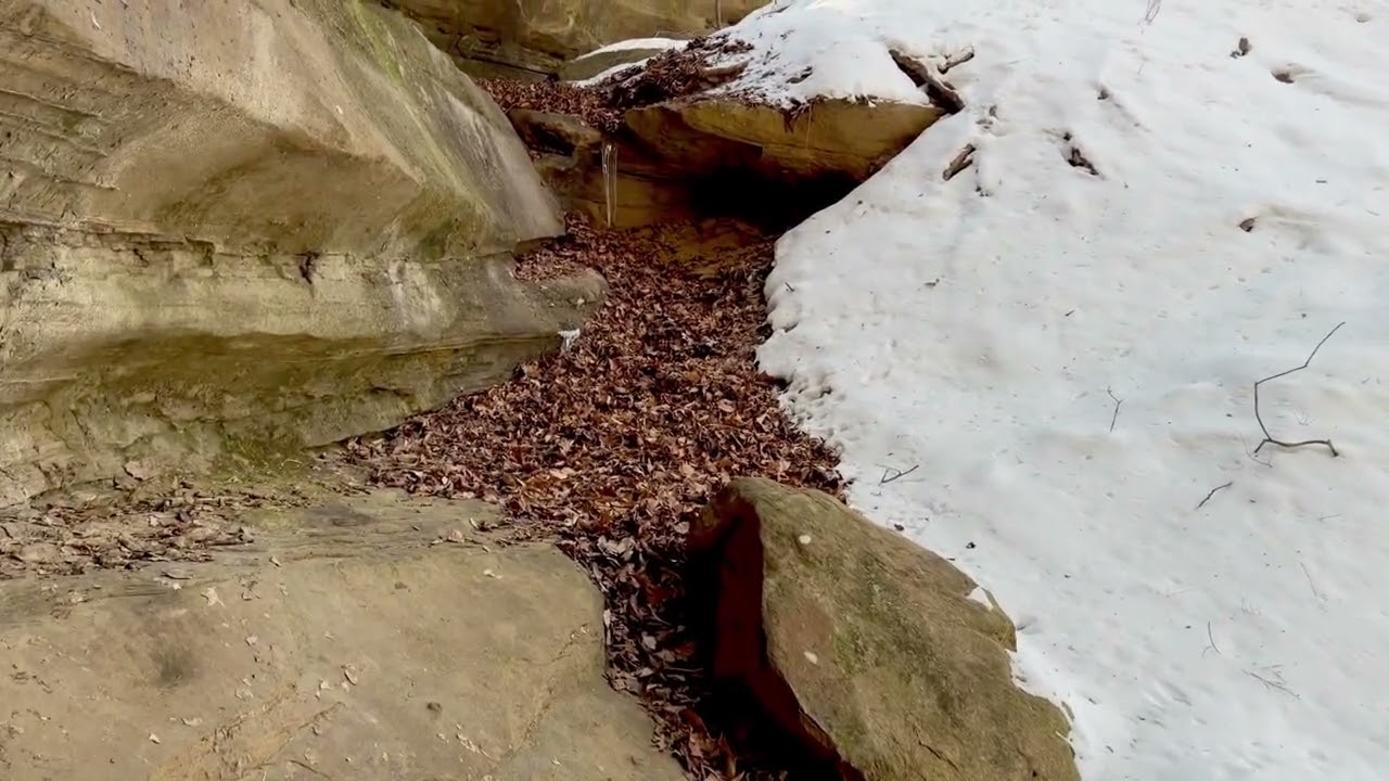 Birds Swarm & Owls Hoot @ Rockstall Nature Preserve/  2/8/26