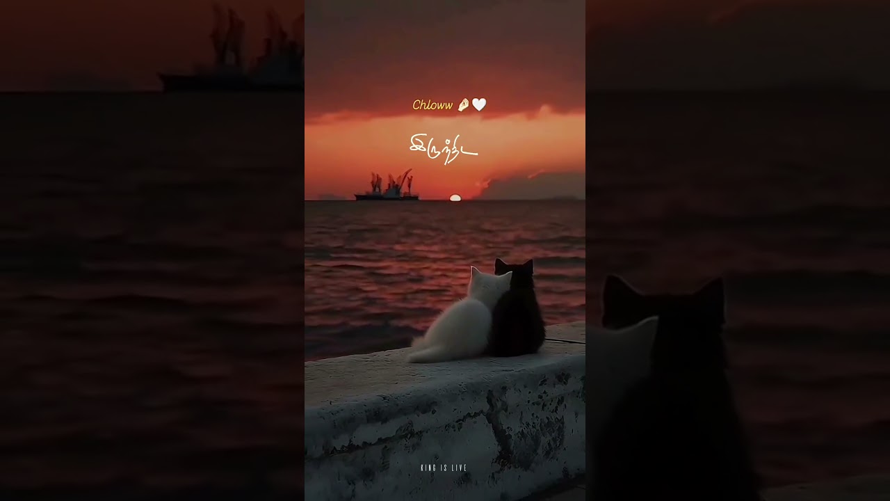 😻Mynaa Mynaa 🫵🏻 Song 